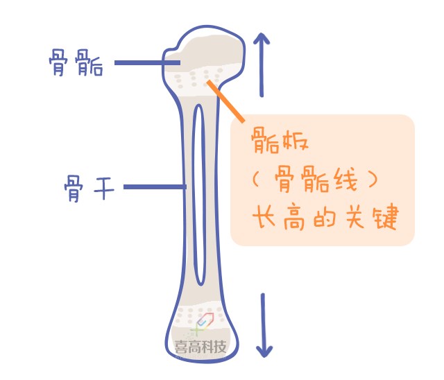 重啟骨骺線~你看起來很誘人！_11.png