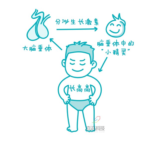 一網(wǎng)打盡︱打生長(zhǎng)激素有副作用嗎？_02.png