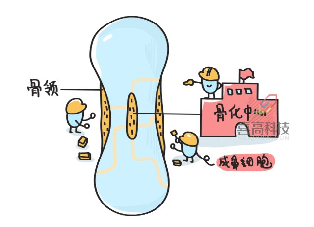 11.22看完大樓建造過程，就知道孩子是怎么長高的-_05.png